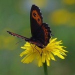 Boserebia -Erebia ligea