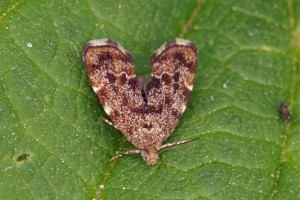 Brandnetelmotje - Anthophila fabriciana