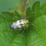 Brandnetelwants -Liocoris tripustulatus