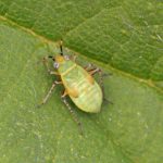 Brandnetelwants nimf - Liocoris tripustulatus