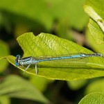 Breedscheenjuffer man-Platycnemis pennipes