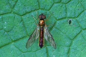 Herfstmetaalwapenvlieg - Sargus bipunctatus