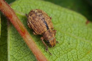 Strophosomuskever -Strophosoma melanogrammum