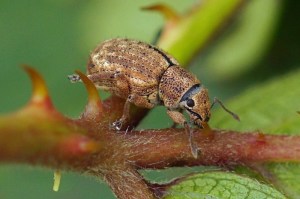 Strophosomuskever -Strophosoma melanogrammum