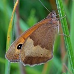 Bruin zandoogje ♀ Maniola jurtina