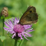 Bruin zandoogje ♀ Maniola jurtina