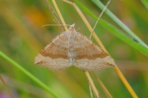 Bruinbandspanner Scotopteryx chenopodiata