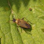 Bruine Prachtblindwants - Closterotomus fulvomaculatus