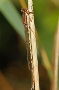 Bruine Winterjuffer-Sympecma fusca