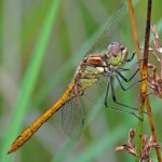 Bruinrode Heidelibel