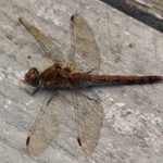 Bruinrode Heidelibel -Sympetrum striolatum