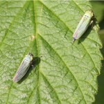 Groene Rietcicade - Cicadella viridis