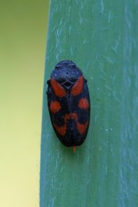 Bloedcicade - Cercopis sanguinolenta