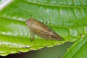 Cicade - Aphrophora salicina