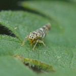 Cicadellidae - Eupteryx aurata