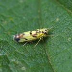 Cicadellidae - Eupteryx aurata