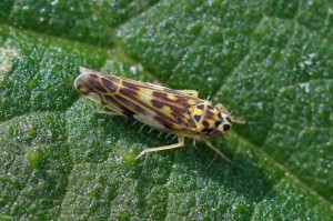 Cicadellidae - Eupteryx aurata