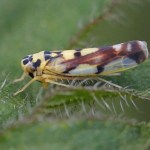 Cicadellidae - Eupteryx aurata