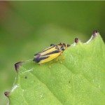 Cicadellidae -Evacanthus interruptus