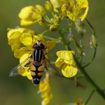 Citroenpendelzweefvlieg -Helophilus trivittatus