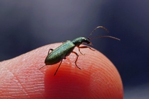 Schijnboktor - Chrysanthia geniculata