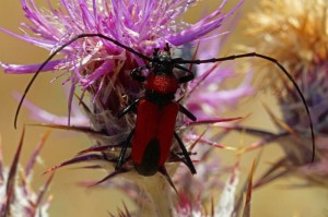 Boktor - Crossidius coralinus (Turkije)