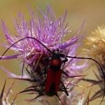 Boktor Crossidius coralinus (Turkije)