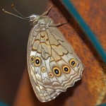 Grote Schaduwzandoog - Kirinia roxelana