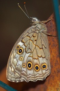 Grote Schaduwzandoog - Kirinia roxelana