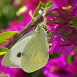 Groot Koolwitje - Pieris brassicae