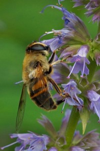 Blinde bij - Eristalis tenax