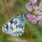 Dambordje Melanargia galathea