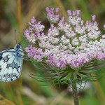 Dambordje - Melanargia galatheaMelanargia galathea