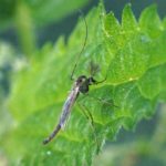 Dansmug - Chironomidae spec