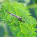 Dansmug - Chironomidae spec