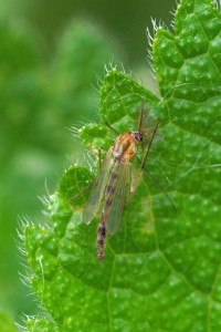 Dansmug spec -Chironomidae