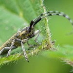 Distelbok -Agapanthia villosoviridescens