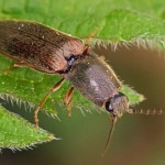 Roodaarskniptor - Athous haemorrhoidalis