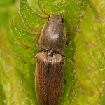 Roodaarskniptor - Athous haemorrhoidalis