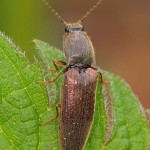 Roodaarskniptor - Athous haemorrhoidalis