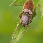 Roodaarskniptor - Athous haemorrhoidalis