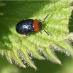 Duizendknoophaantje - Gastrophysa polygoni