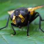 Echte vliegen - Schorsvlieg - Mesembrina meridiana