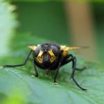 Echte vliegen - Schorsvlieg - Mesembrina meridiana