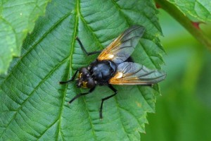 Echte vliegen - Schorsvlieg - Mesembrina meridiana