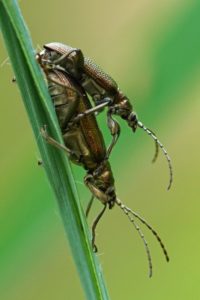 Egelskophaantje - Donacia vulgaris