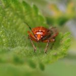 Esdoornhalsbandwants Deraeocoris flavilinea - vrouw