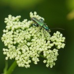 Fraaie Schijnbok - Oedemera nobilis