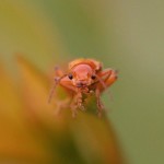 Geel Soldaatje Cantharis livida