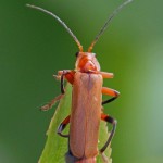 Geel Soldaatje Cantharis livida